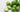 The benefits of key lime